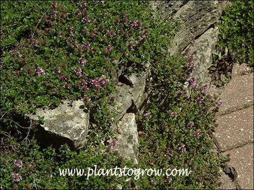 creeping and draping over rocks